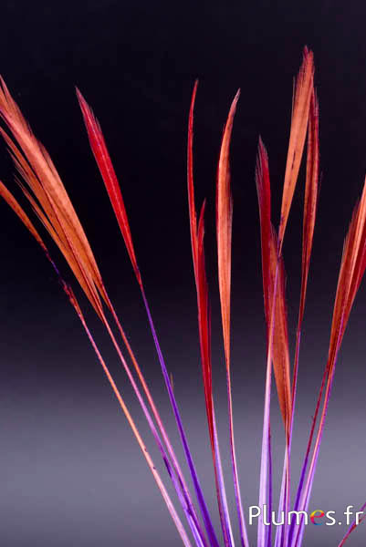Faisan doré queue strippée  - 15-20 cm - violet-carmin